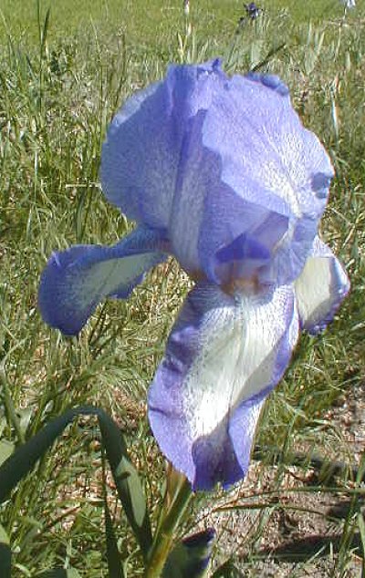 JPEG image
