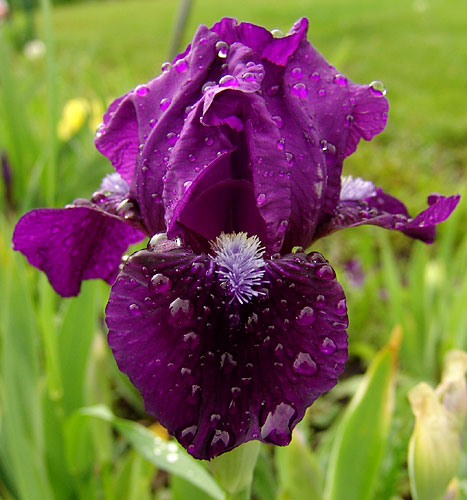 JPEG image