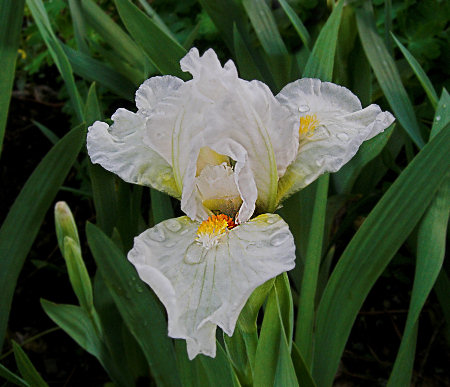 JPEG image