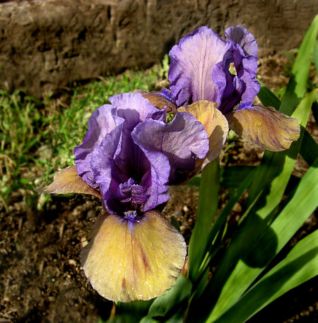 JPEG image