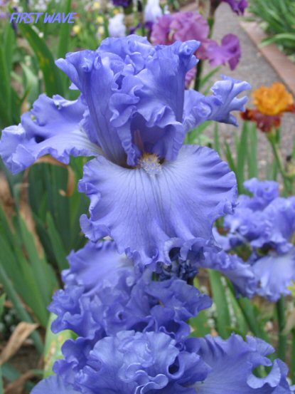 JPEG image