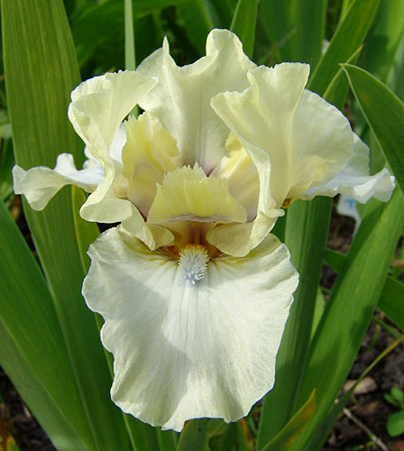 JPEG image
