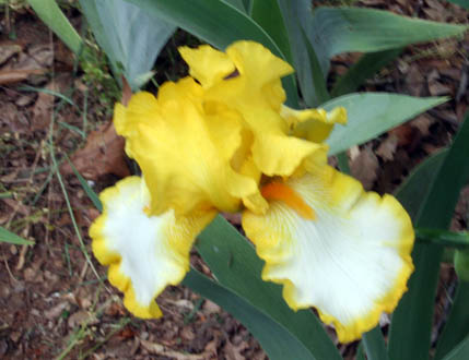 JPEG image