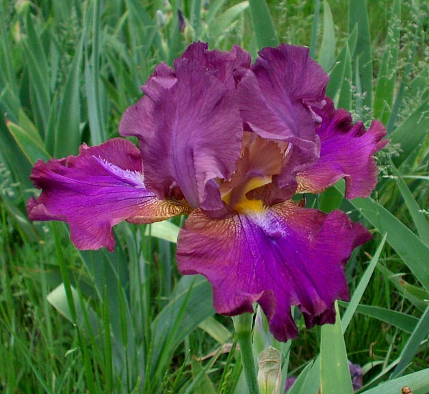 JPEG image