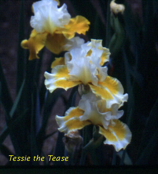 JPEG image