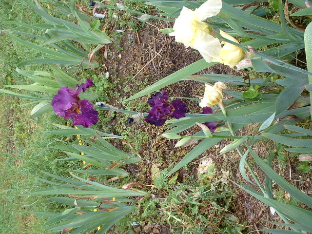 JPEG image