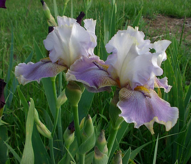 JPEG image