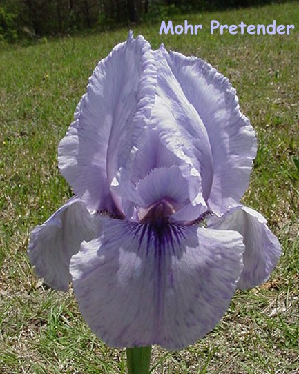 JPEG image