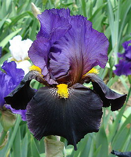 JPEG image