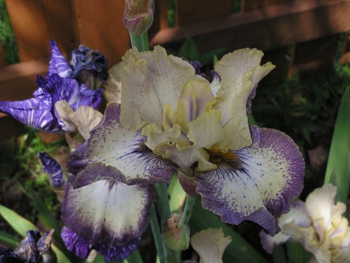 Ominous Stranger '06 bloom