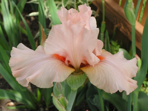 Delores Clark TB '06 bloom