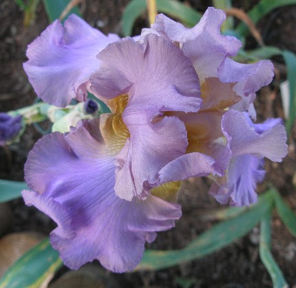 JPEG image