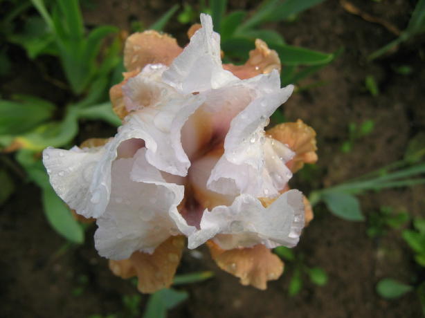 JPEG image