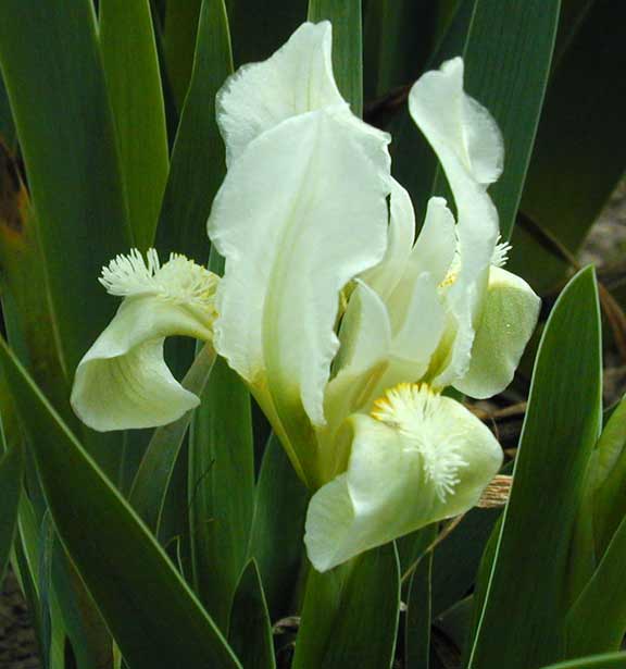 JPEG image