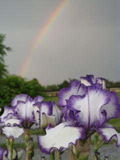 JPEG image