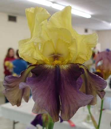 JPEG image
