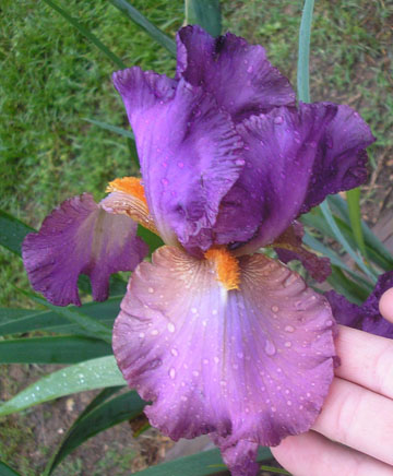 JPEG image