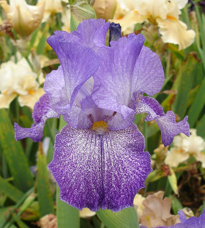JPEG image