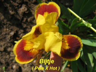 JPEG image