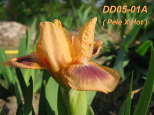 JPEG image