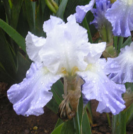 JPEG image