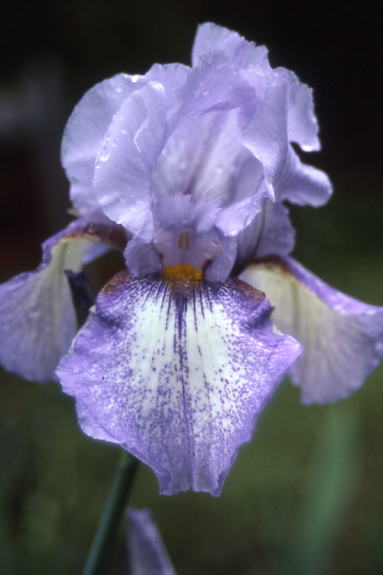JPEG image