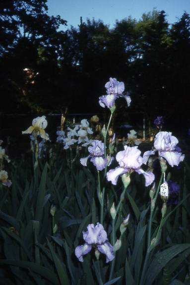 JPEG image