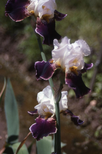JPEG image