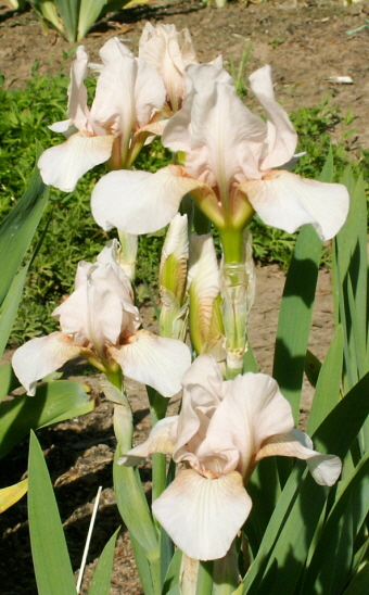 JPEG image