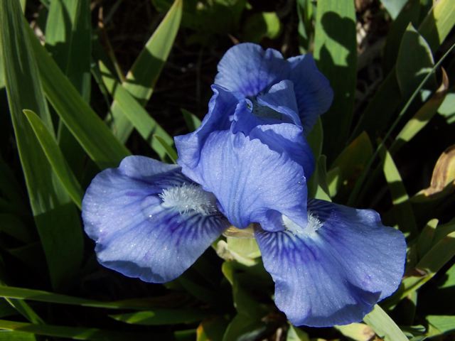 JPEG image