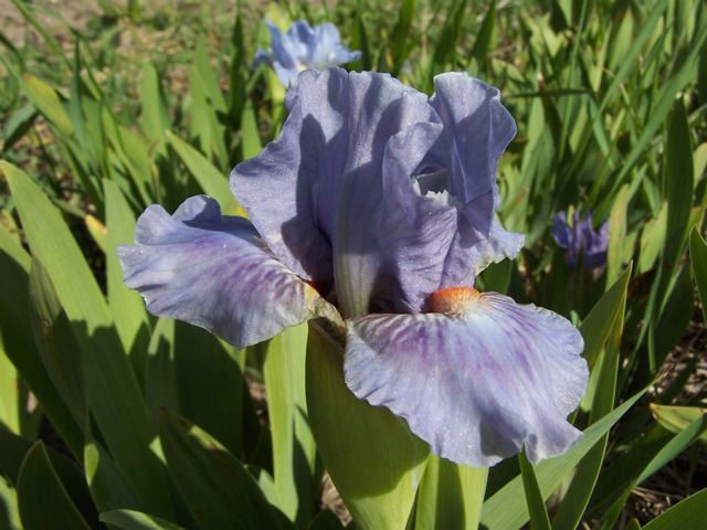 JPEG image