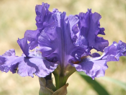 JPEG image