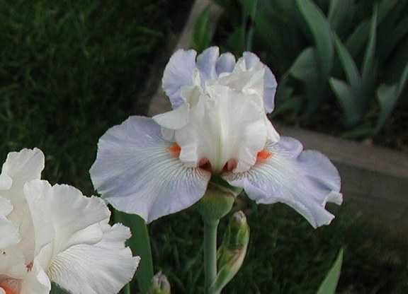 JPEG image