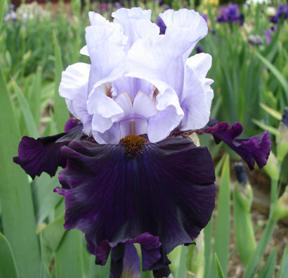 JPEG image