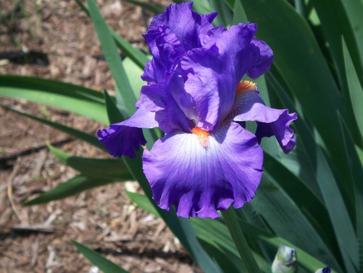 JPEG image