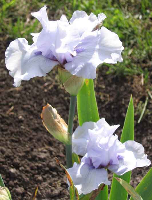 JPEG image