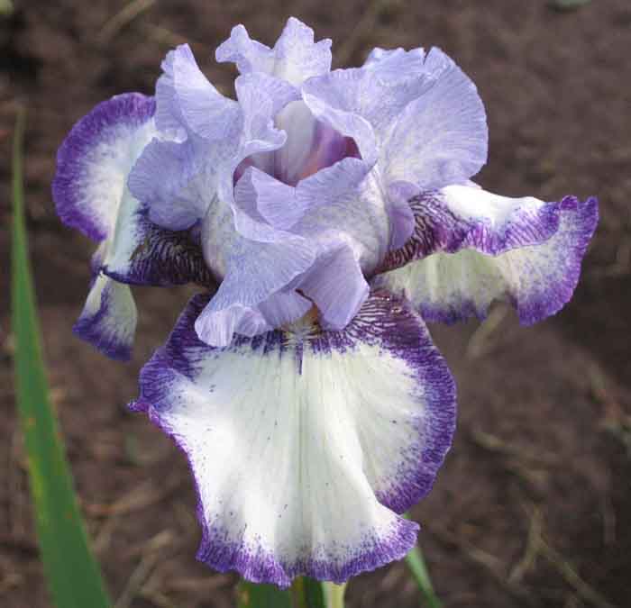 JPEG image