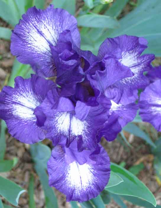 JPEG image