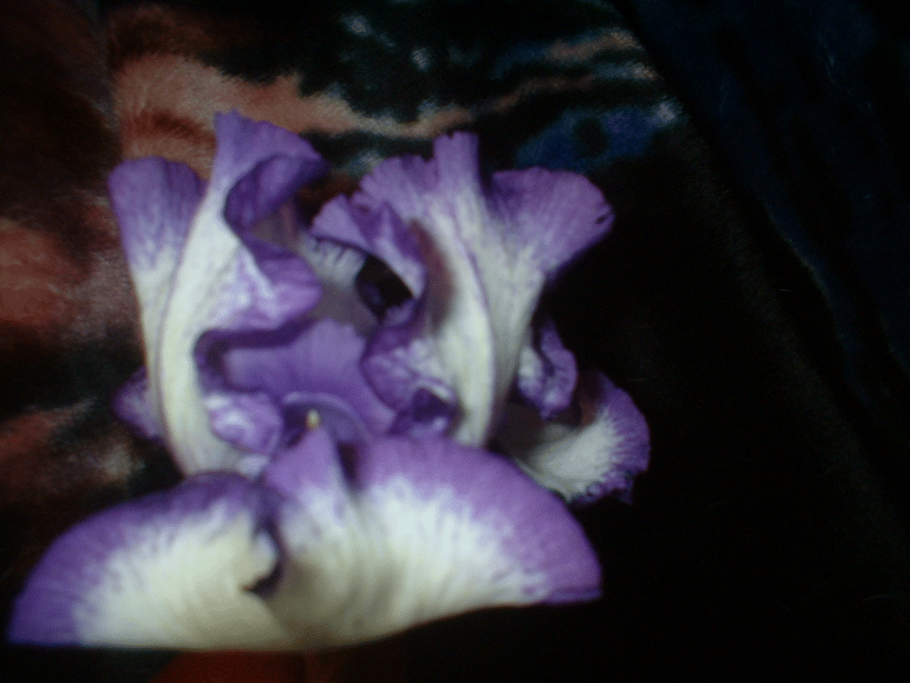 GIF image