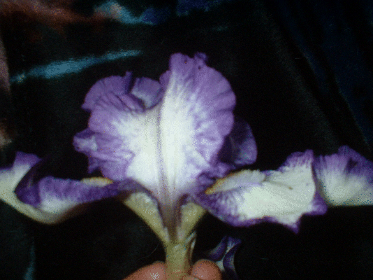 GIF image