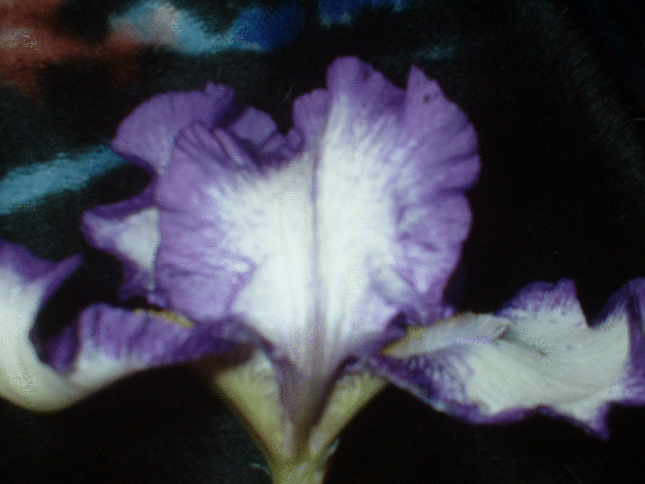 GIF image