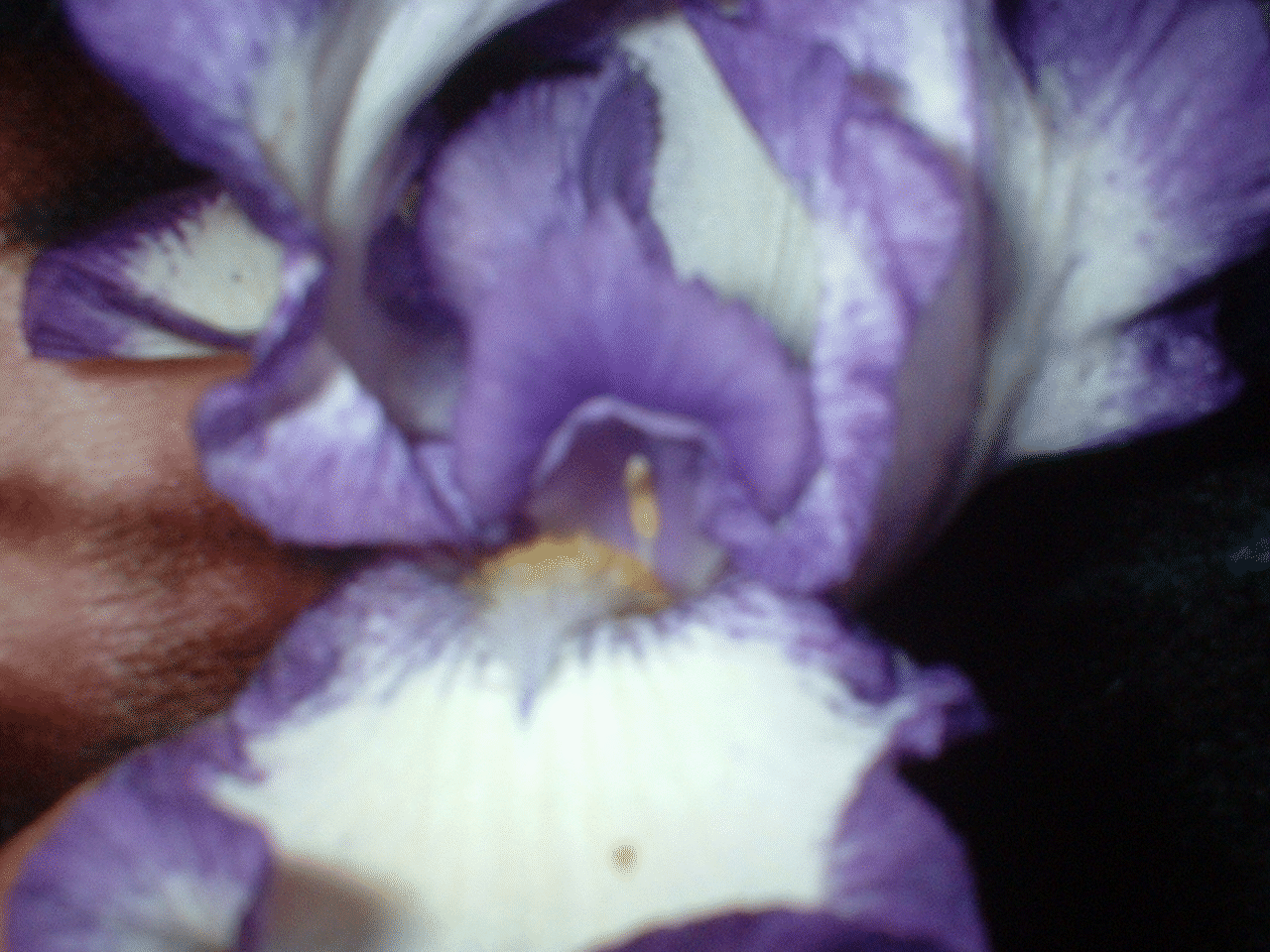 GIF image