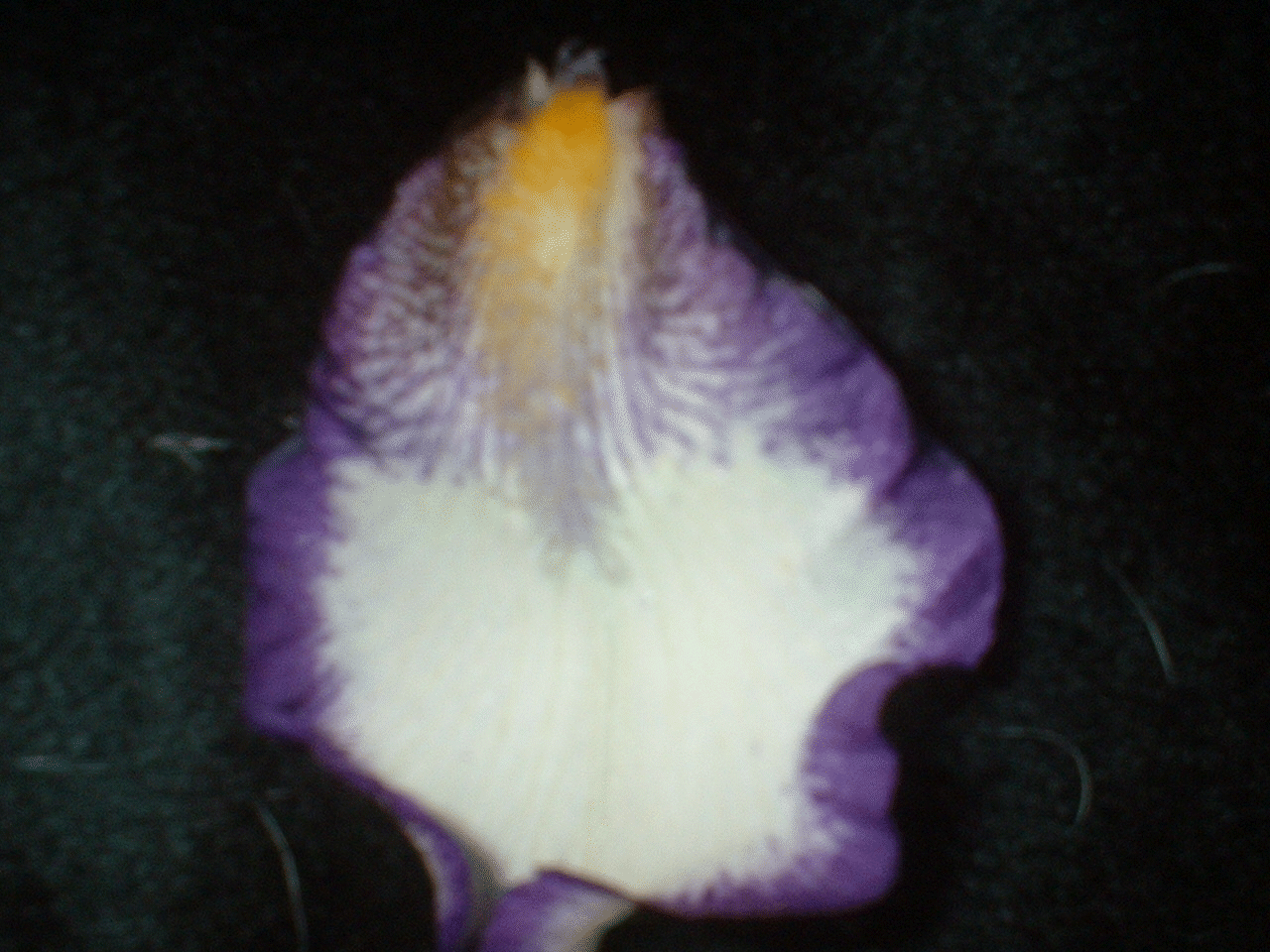 GIF image