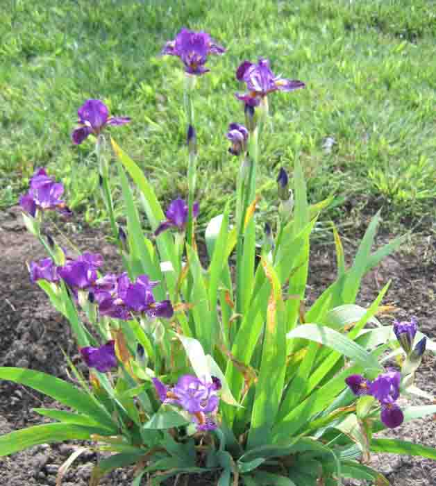 JPEG image