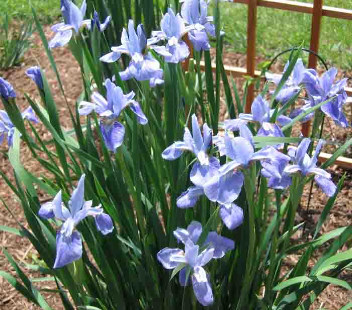 JPEG image