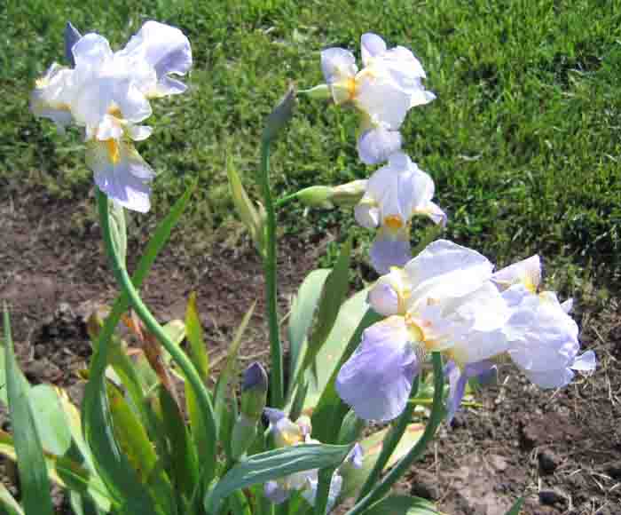 JPEG image