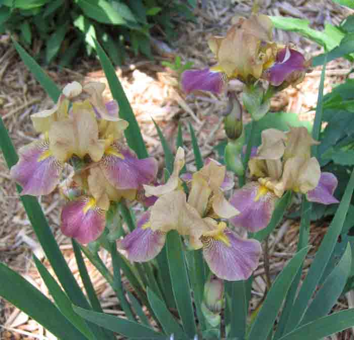 JPEG image