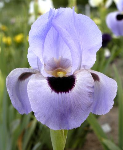 JPEG image