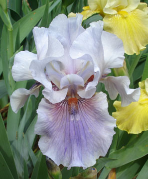 JPEG image