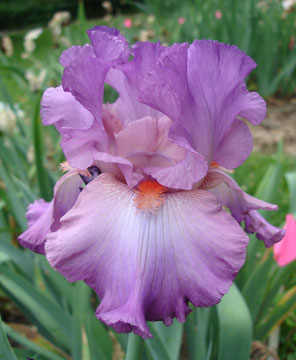 JPEG image